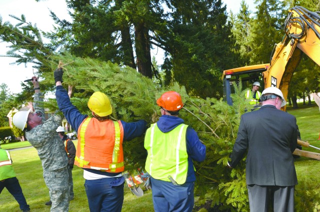 Last tree
