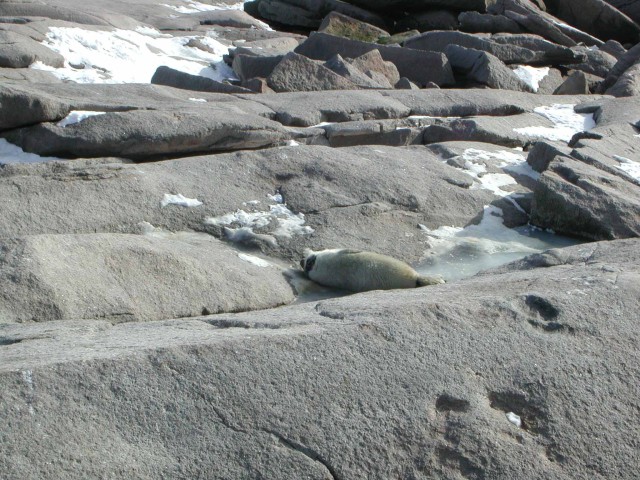 Seal pup