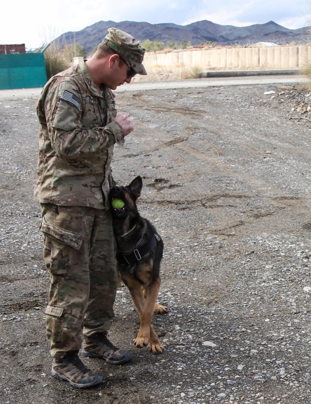 Man's best friend plays pivotal role in IED defeat