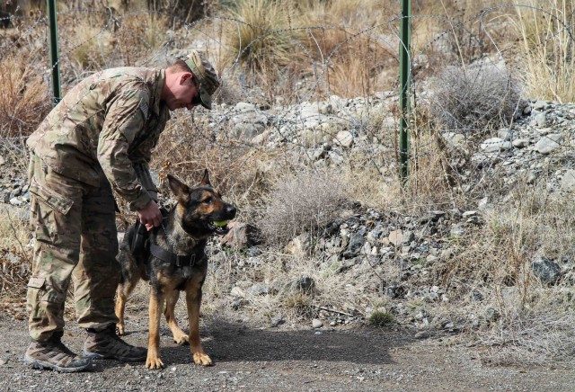 Man's best friend plays pivotal role in IED defeat