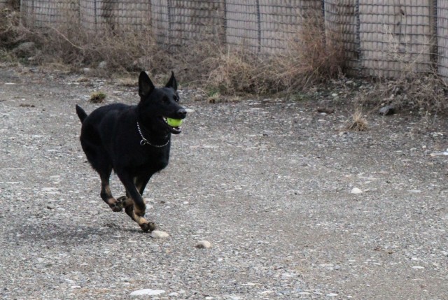 Man's best friend plays pivotal role in IED defeat