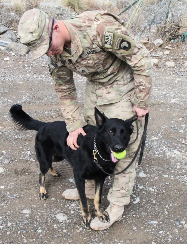 Man's best friend plays pivotal role in IED defeat