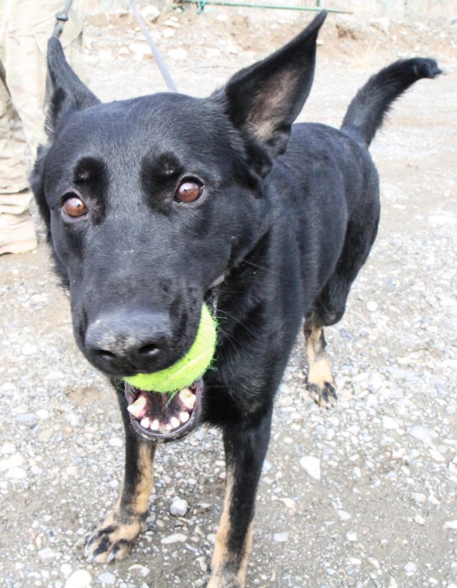 Man's best friend plays pivotal role in IED defeat