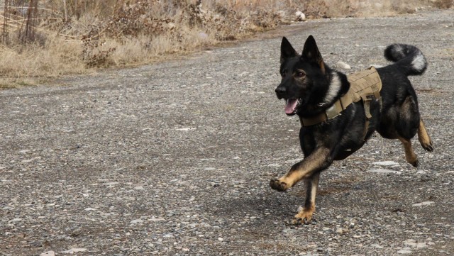 Man's best friend plays pivotal role in IED defeat