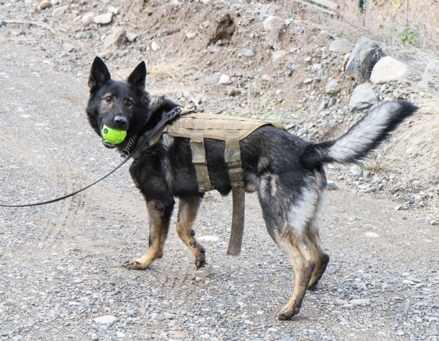 Man's best friend plays pivotal role in IED defeat