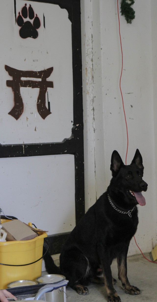 Man's best friend plays pivotal role in IED defeat