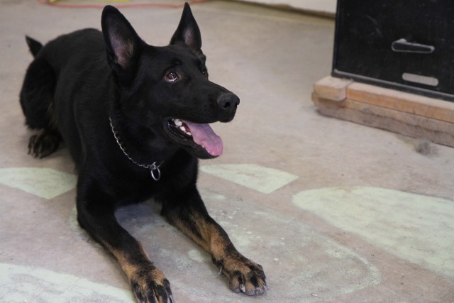 Man's best friend plays pivotal role in IED defeat