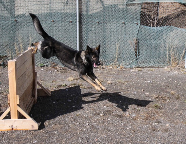 Man's best friend plays pivotal role in IED defeat