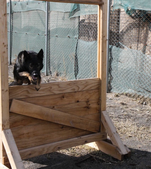 Man's best friend plays pivotal role in IED defeat