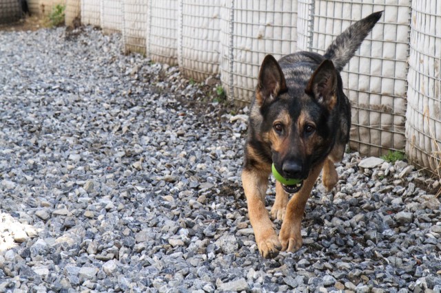 Man's best friend plays pivotal role in IED defeat