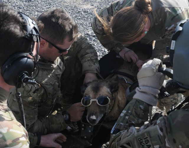Military working dog takes flight