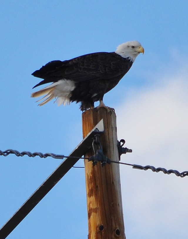 Fort Carson DPW steps up raptor protection effort