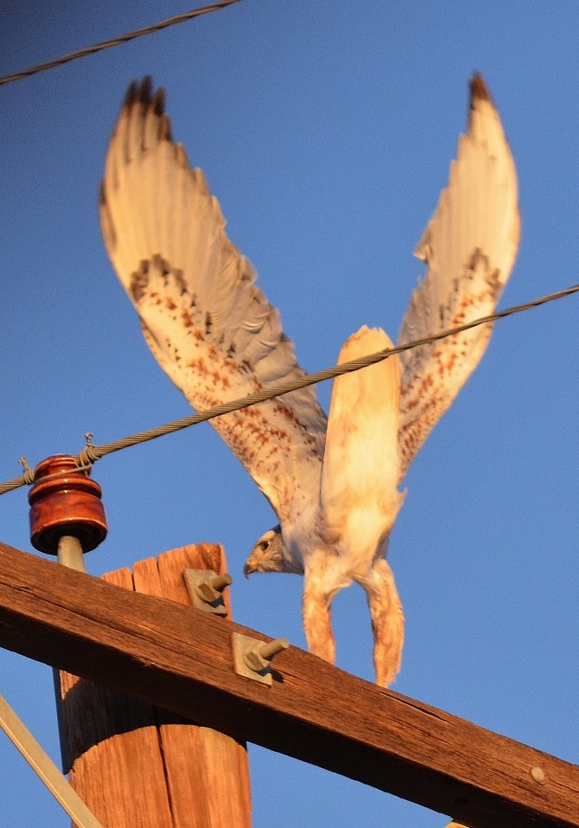 Fort Carson DPW steps up raptor protection effort