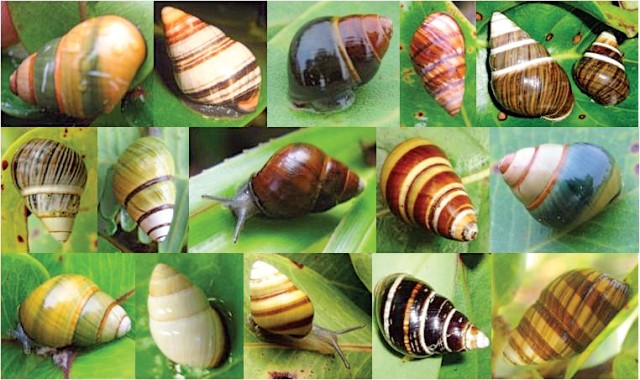 Endangered kahuli tree snail