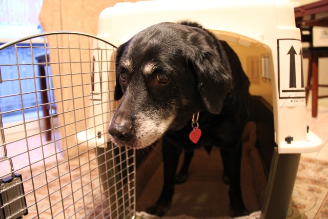 Closure 2014: Preventing pet abandonment, how you can help