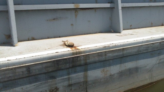 Invasive silver carp DNA seeps off barge and into water