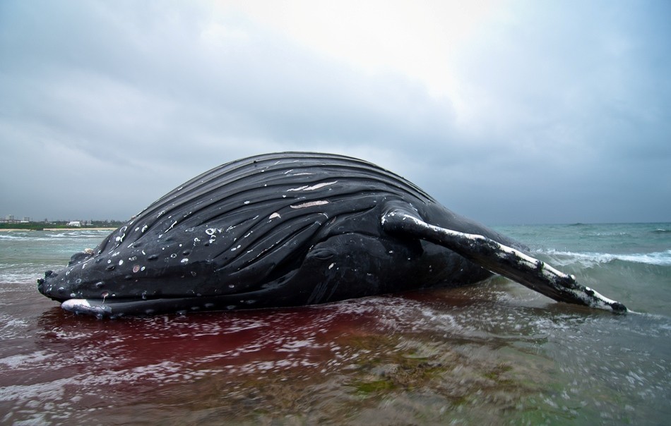 Beached Whale Discovered Off Okinawan Coast At Torii Station Article The United States Army