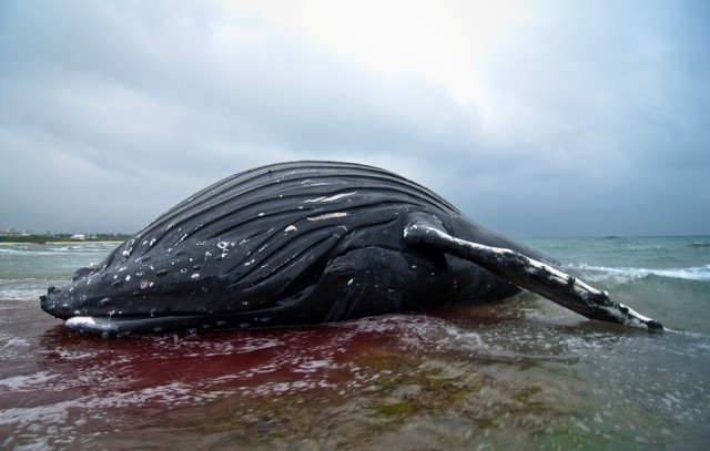 Beached whale discovered off Okinawan coast at Torii Station