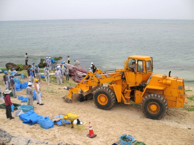 Beached whale discovered off Okinawan coast at Torii Station