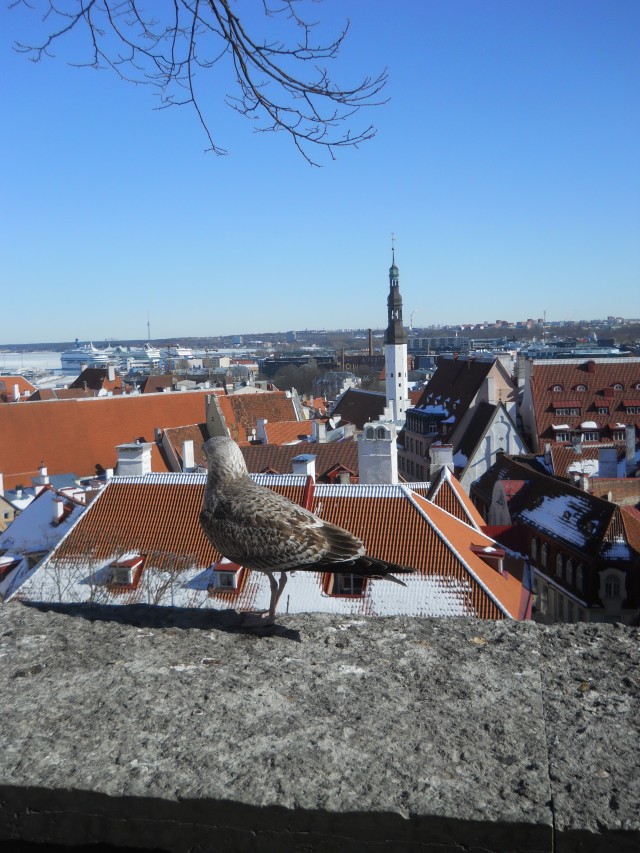 View of Tallinn