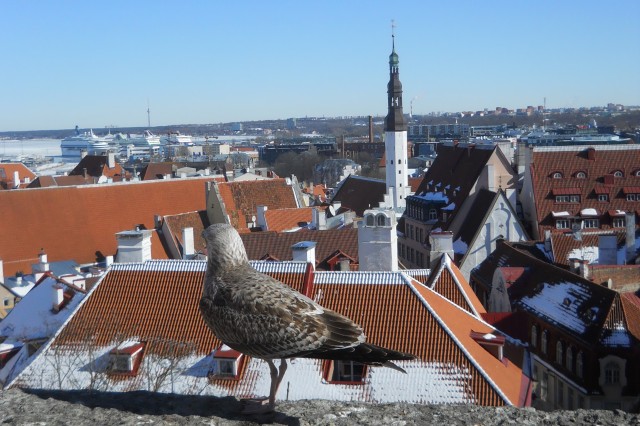 A Hedonists Guide to Tallinn