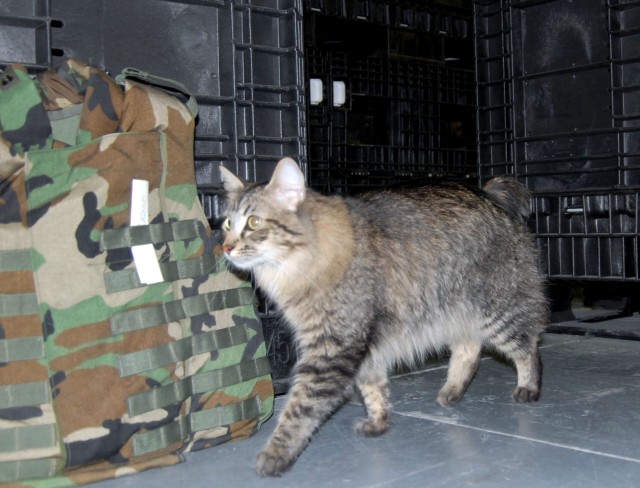 Military working cat program underway at 'The Old Guard'