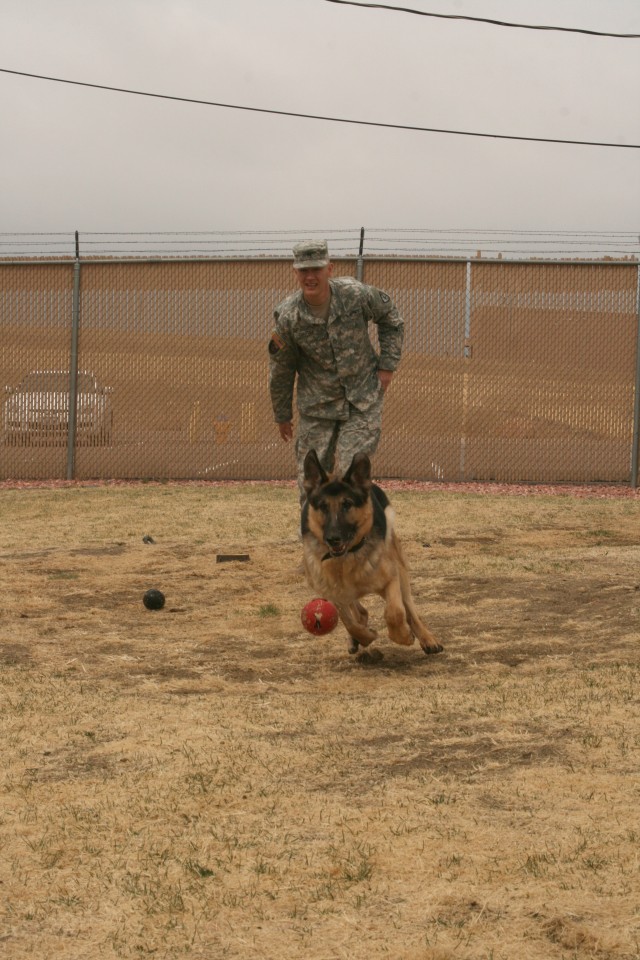 Handler adopts military working dog