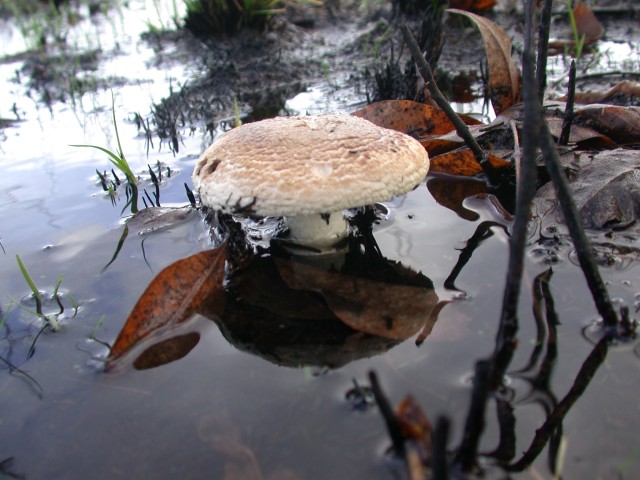 Emerging from the water