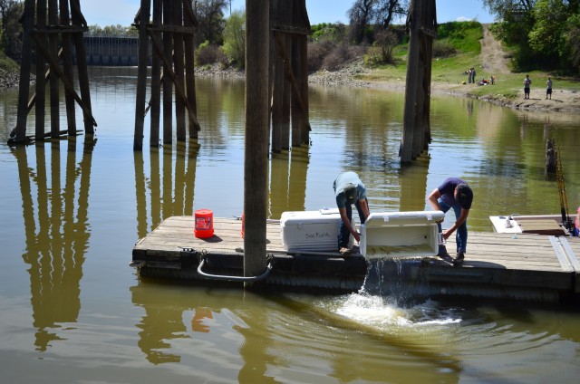 Releasing tagged steelhead at Knights Landing