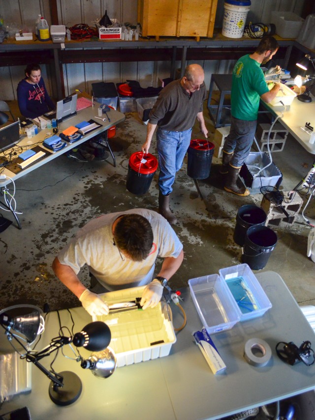 Bird's eye view of the fish-tagging operation