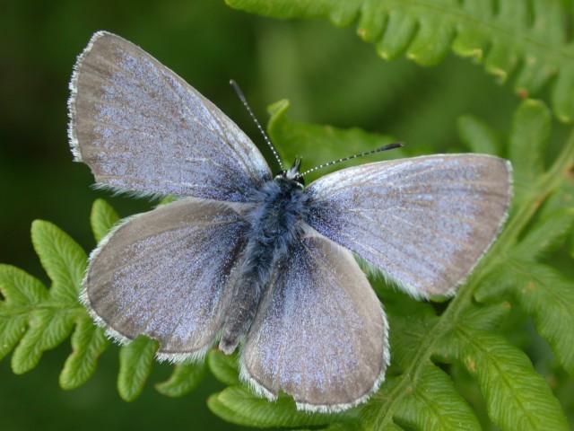 Fender's blue butterfly at rest