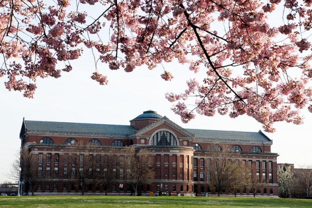 Cherry blossoms bloom on Fort McNair