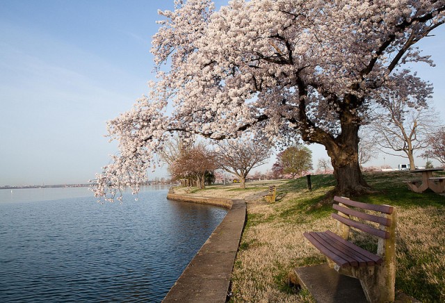 Cherry blossoms bloom on Fort McNair