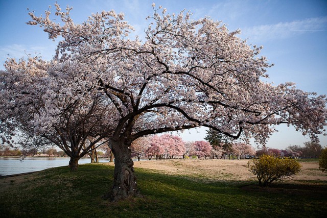 Cherry blossoms bloom on Fort McNair