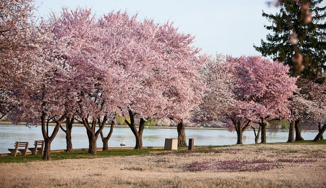 Cherry blossoms bloom on Fort McNair