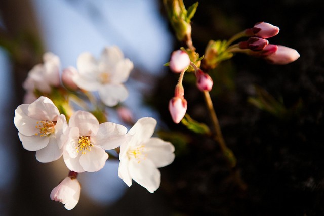 Cherry blossoms bloom on Fort McNair