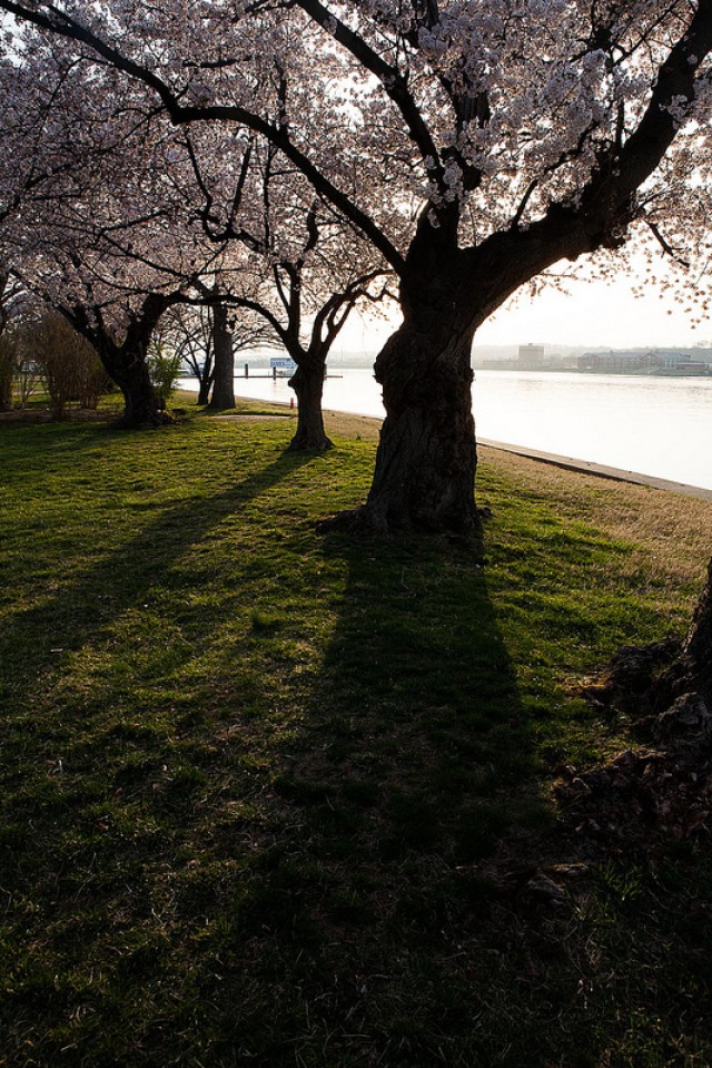 Cherry blossoms bloom on Fort McNair