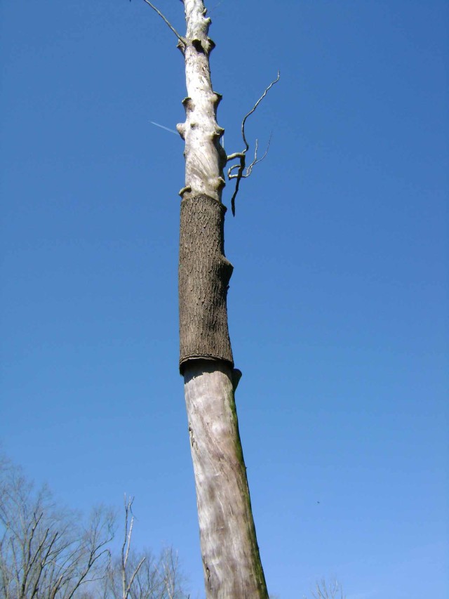Artifical bark on dead tree