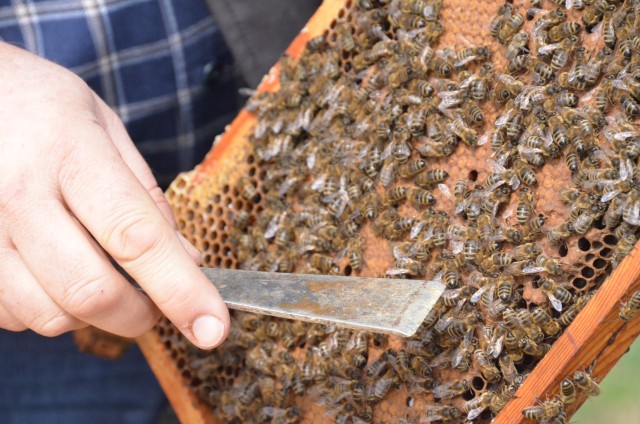 Beekeeping