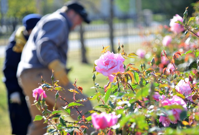 Roses