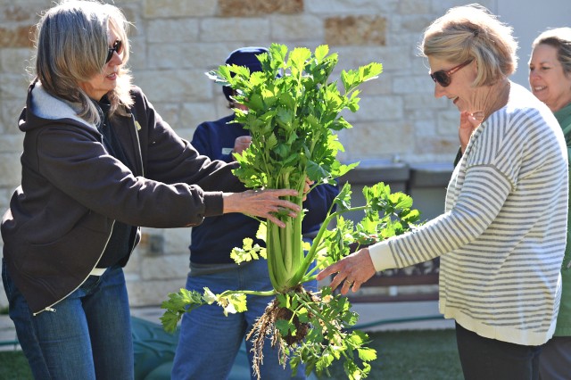 Vegetable garden