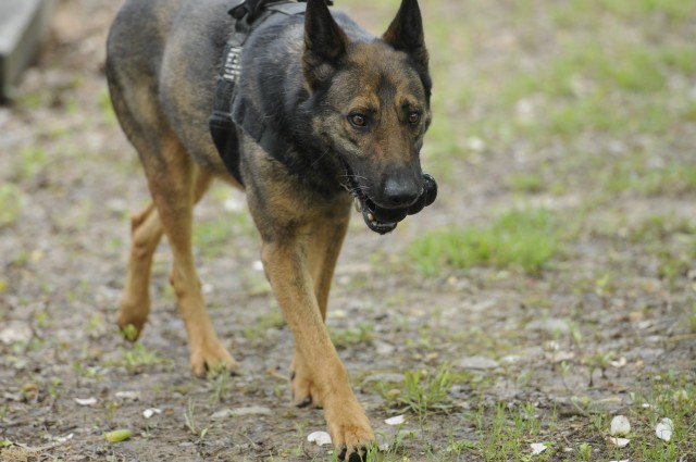 Fort Campbell Validates Working Dogs