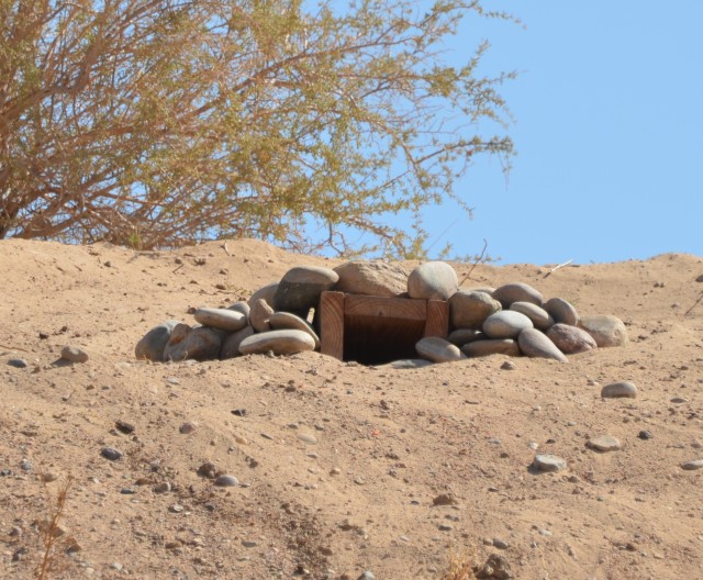 Owl nesting habitat