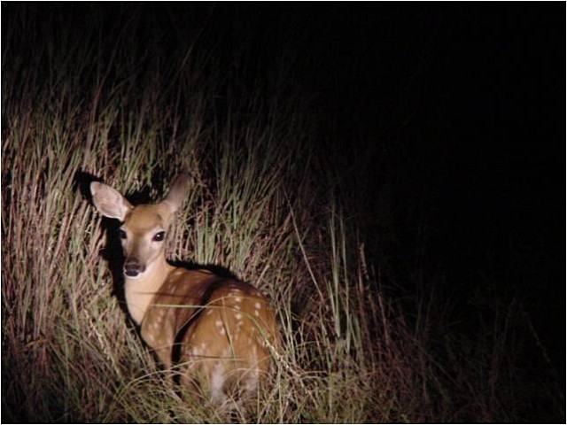 Fawn spotlight