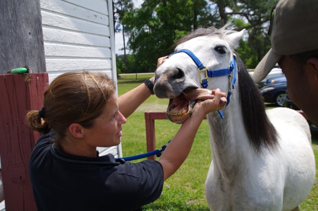 Veterinary