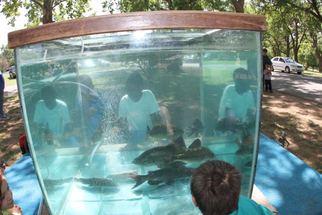 Fish aquarium