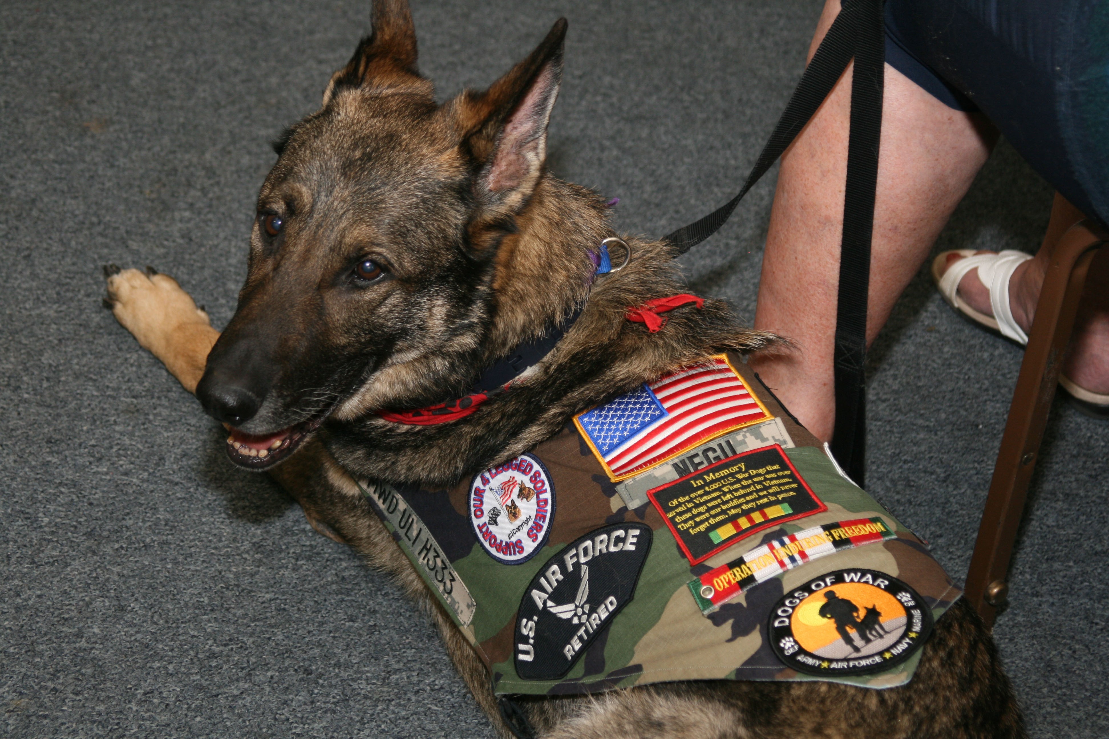 Memorial ceremony honors service of military working dog Article