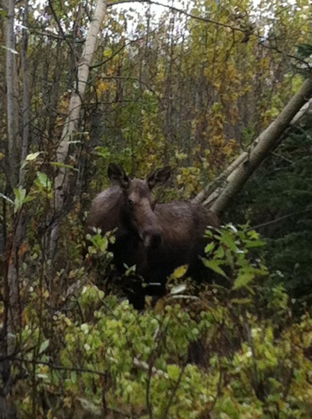 Meeting JB Elmendorf-Richardson wildlife