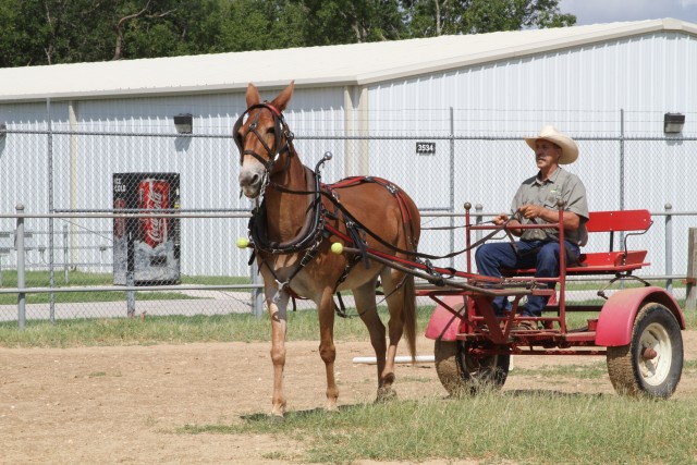 Equine therapy volunteer aids wounded warrior recovery, resilience