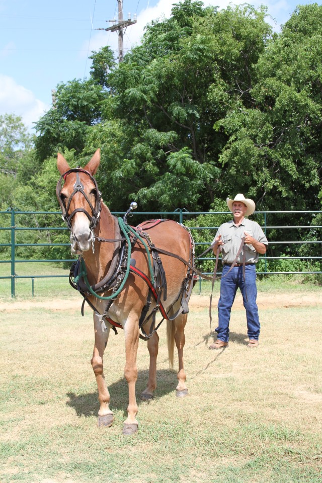 Equine therapy volunteer aids Wounded Warrior recovery, resilience